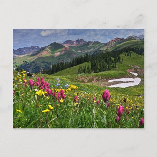 Flowers  Wildflowers Durango Colorado Postcard