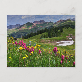 Flowers | Wildflowers Durango, Colorado Postcard