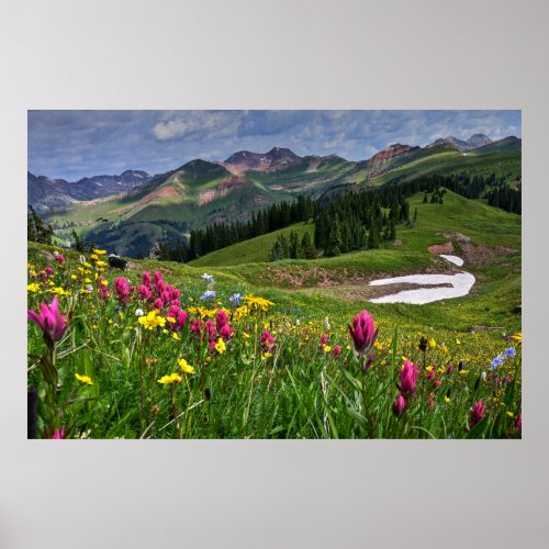 Flowers  Wildflowers Durango Colorado Poster
