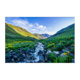 Flowers   Wildflowers in Colorado Acrylic Print