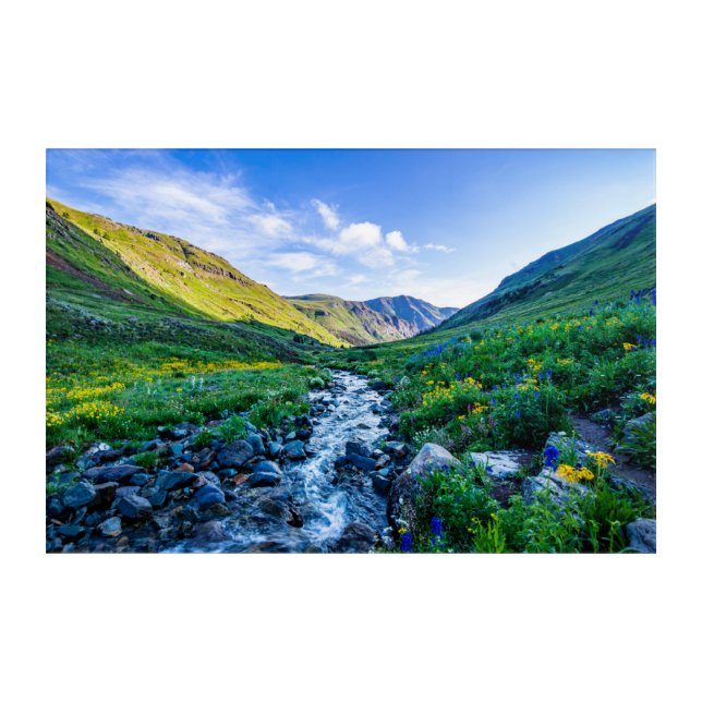 Flowers | Wildflowers in Colorado Acrylic Print (Front)