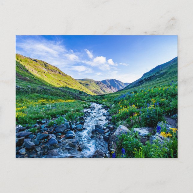 Flowers | Wildflowers in Colorado Postcard (Front)