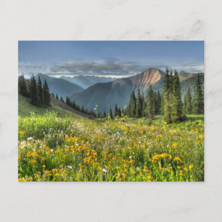 Flowers | Wildflowers Silverton Colorado Postcard