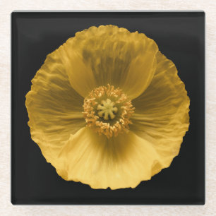 Flowers Yellow Poppy Glass Coaster