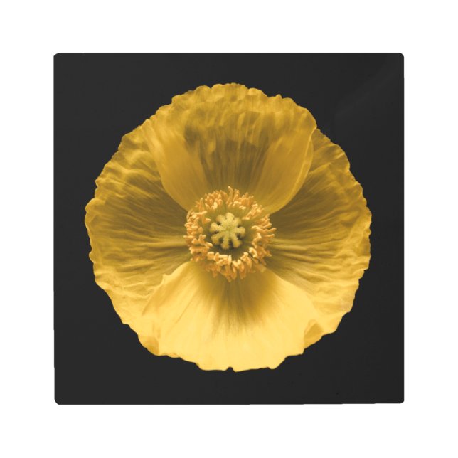 Flowers | Yellow Poppy Metal Print (Front)