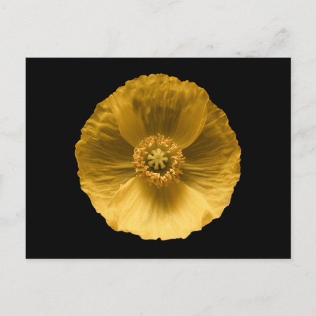 Flowers | Yellow Poppy Postcard (Front)