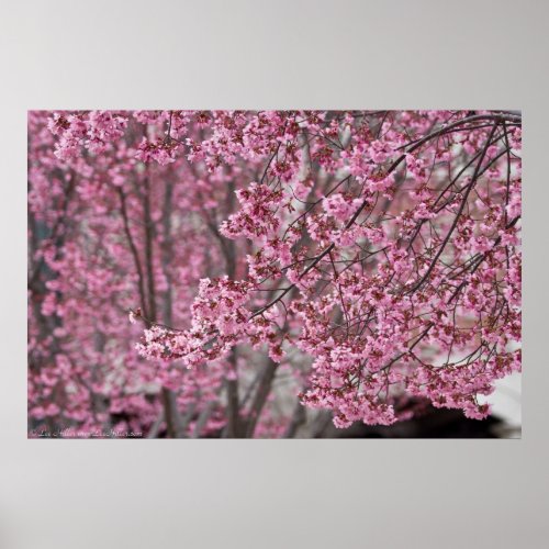 Flowing Pink Japanese Cherry Blossoms Poster