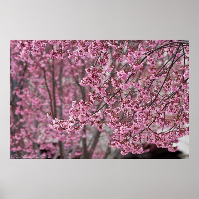 Flowing Pink Japanese Cherry Blossoms Poster (Front)