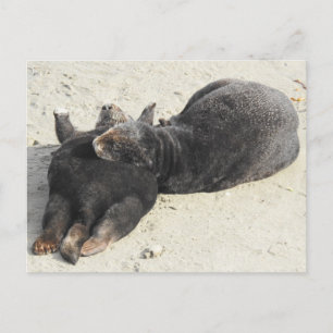Fluffiest Pillow Sea Otter Postcard