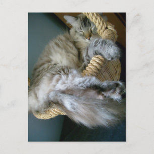 fluffiness in a basket postcard
