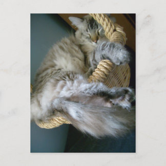 fluffiness in a basket postcard