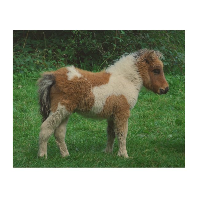 Fluffy Adorable Dartmoor Pony Wood Wall Decor (Front)