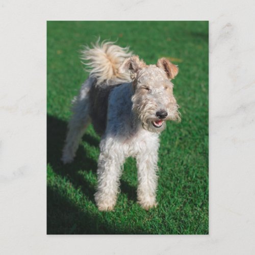 Fluffy Airedale Welsh Terrier Type Dog Puppy Postcard