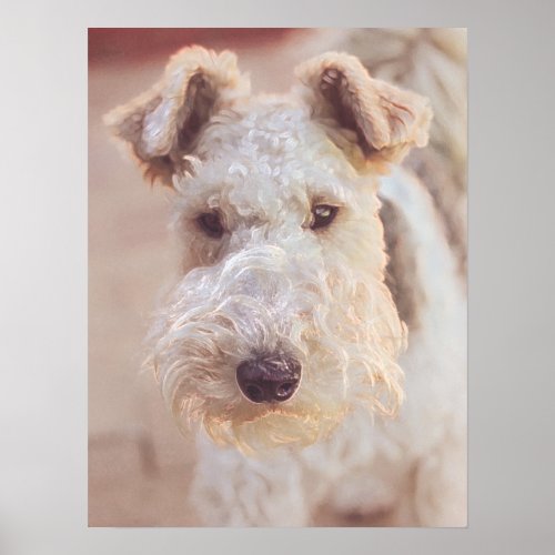 Fluffy Airedale Welsh Terrier Type Dog Puppy Poster