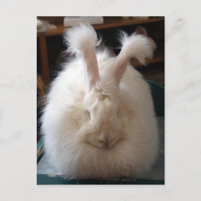 Fluffy Angora Bunny Postcard (Front)