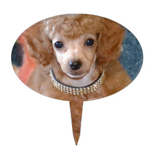 Fluffy Apricot Poodle Puppy Dog Cake Topper