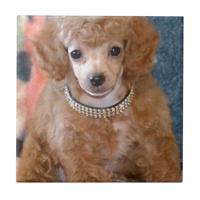 Fluffy Apricot Poodle Puppy Dog Ceramic Tile (Front)