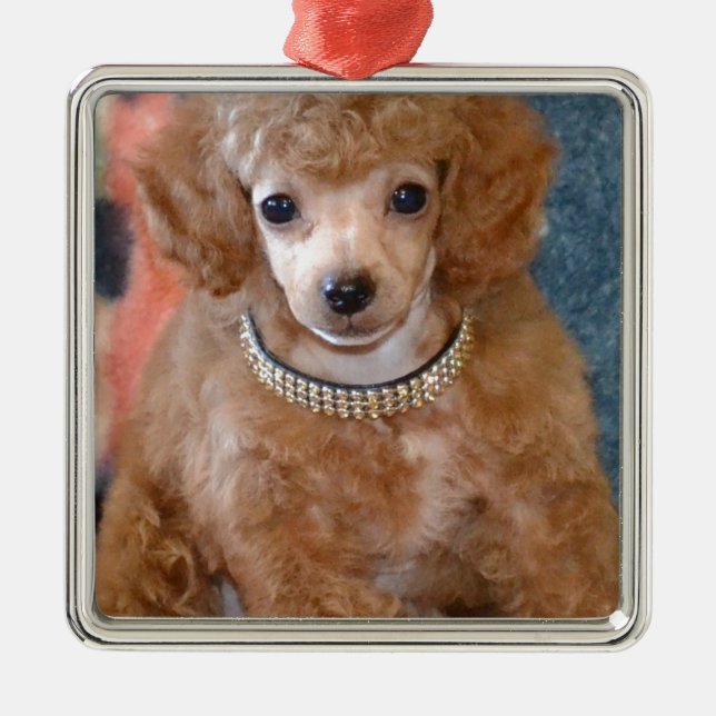 Fluffy Apricot Poodle Puppy Dog Metal Ornament (Front)