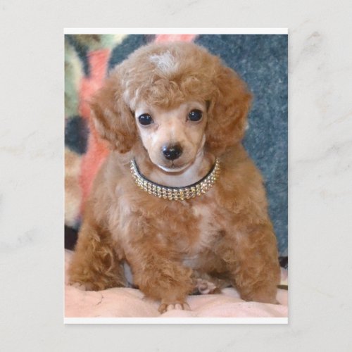 Fluffy Apricot Poodle Puppy Dog Postcard