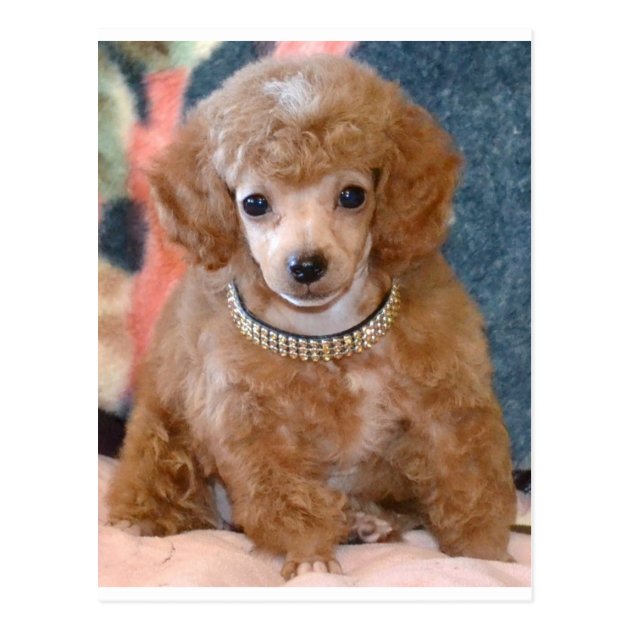 apricot toy poodle puppies
