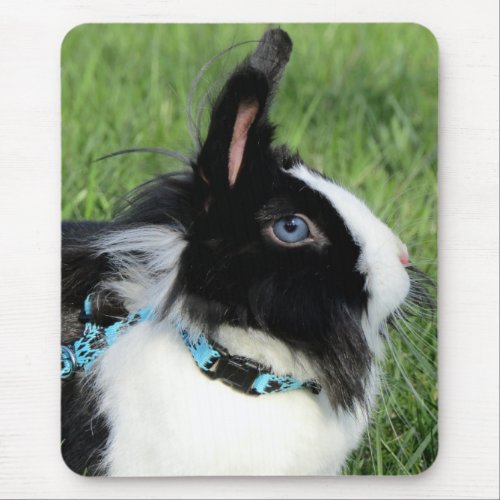 Fluffy Black and White Lionhead Bunny Rabbit Mouse Pad