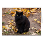 Fluffy Black Kitty and Autumn Leaves (Front Horizontal)