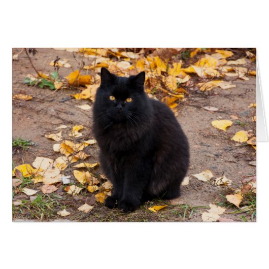Fluffy Black Kitty and Autumn Leaves Cards (Front Horizontal)