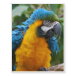 Fluffy Blue and Gold Macaw Temporary Tattoos
