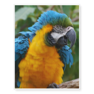 Fluffy Blue and Gold Macaw Temporary Tattoos