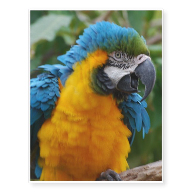 Fluffy Blue and Gold Macaw Temporary Tattoos (Front)
