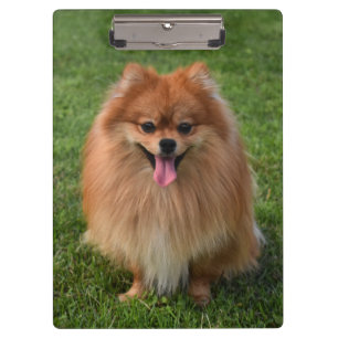Fluffy Brown Pomeranian Puppy Dog Clipboard