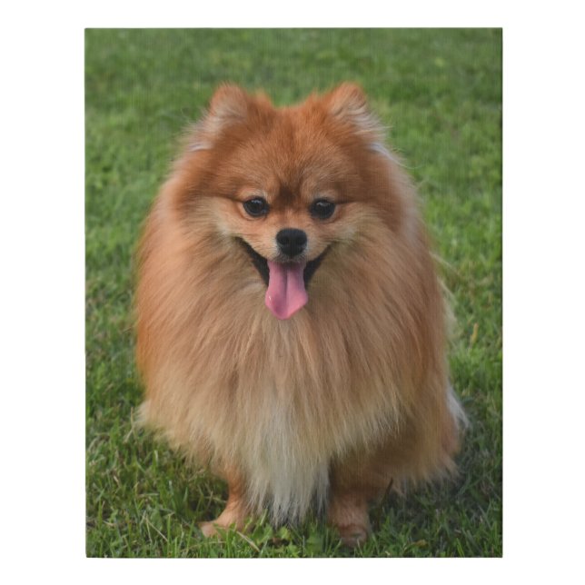 Fluffy Brown Pomeranian Puppy Dog Faux Canvas Print (Front)