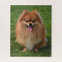 https://rlv.zcache.com/fluffy_brown_pomeranian_puppy_dog_jigsaw_puzzle-rc7faa0bdef06418080b2f628c8546ee6_e77ui_8byvr_200.webp