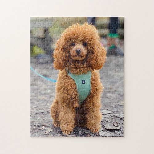 Fluffy Brown Poodle Puppy Dog Jigsaw Puzzle