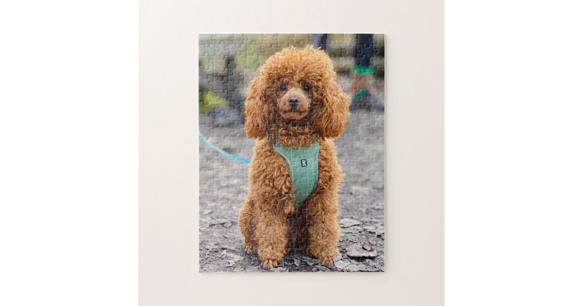 Fluffy Brown Poodle Puppy Dog Jigsaw Puzzle Zazzle