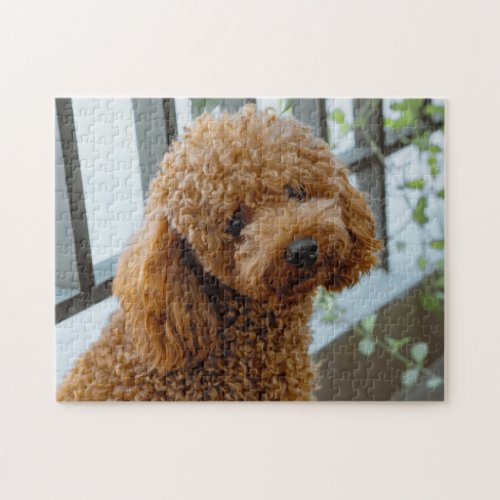 Fluffy Brown Poodle Puppy Dog Jigsaw Puzzle