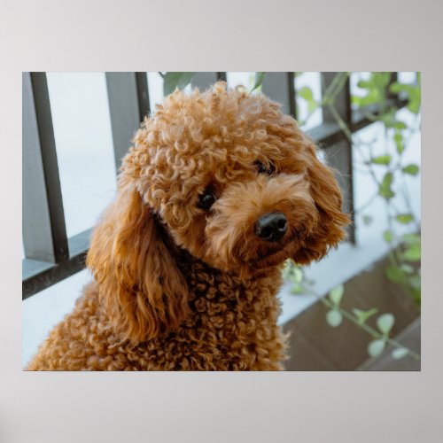 Fluffy Brown Poodle Puppy Dog Poster