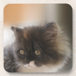 Fluffy Calico Kitten Photo Cute Beverage Coaster