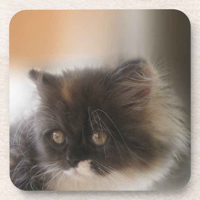 Fluffy Calico Kitten Photo Cute Beverage Coaster (Front)