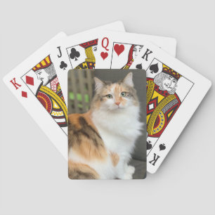 Fluffy Calico Kitty Cat Poker Cards