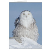 Fluffy Cards (Front)