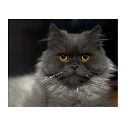 Fluffy cat acrylic print