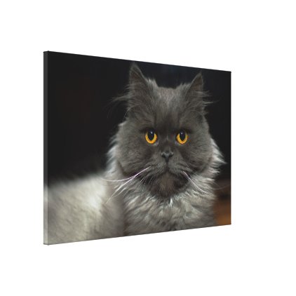 Fluffy cat canvas print