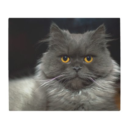 Fluffy cat metal print