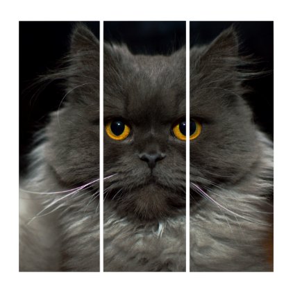 Fluffy cat triptych