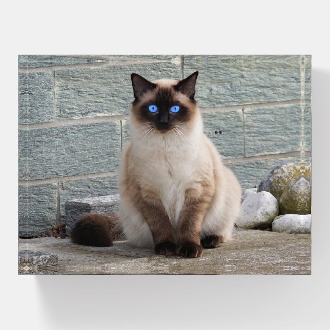 Fluffy Cat with Blue Eyes Paperweight (Front)