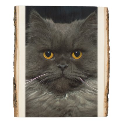 Fluffy cat wood panel