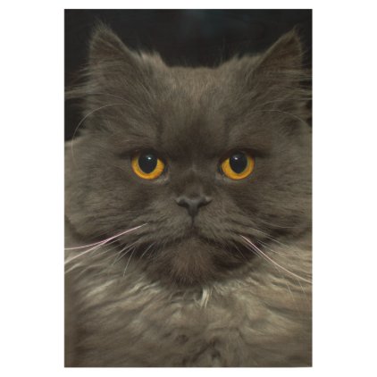 Fluffy cat wood poster