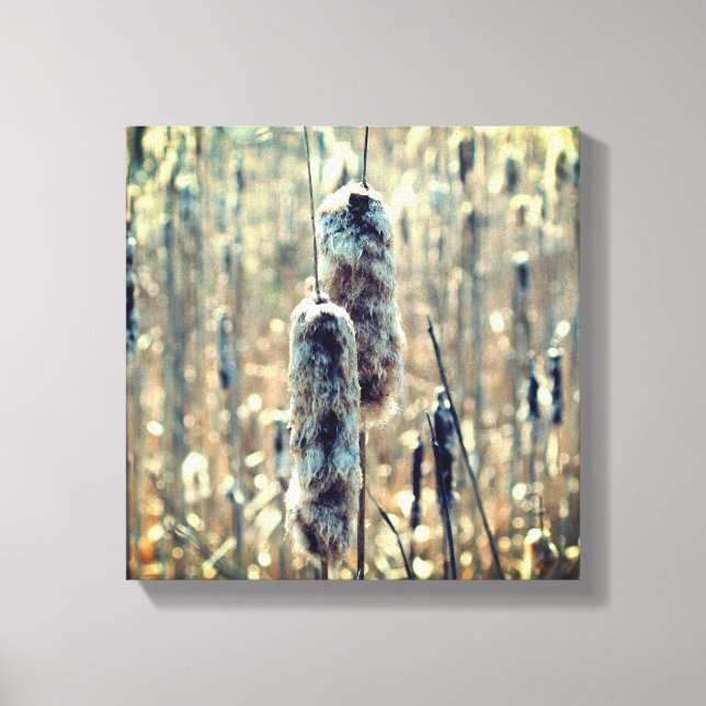 Fluffy Cattails In Spring Nature  Canvas Print (Front)