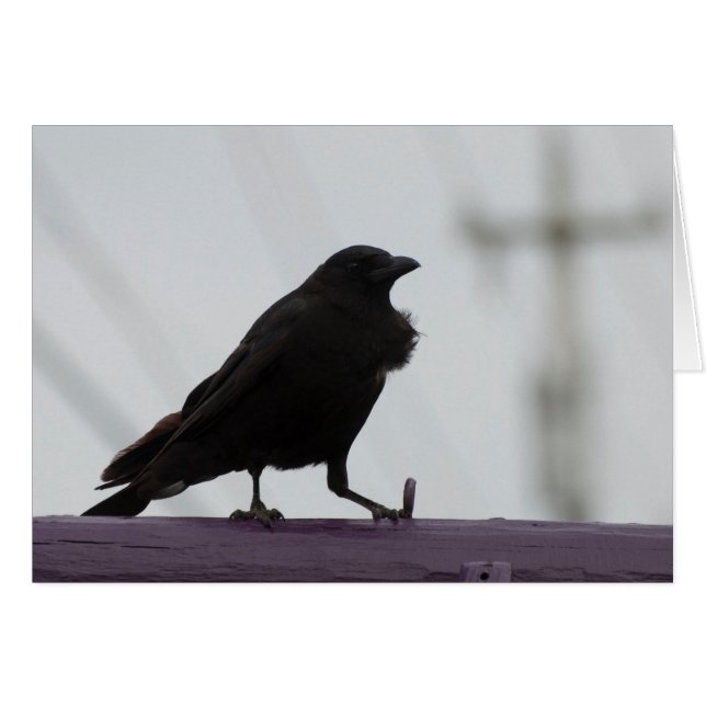 Fluffy Crow :) Cards (Front Horizontal)